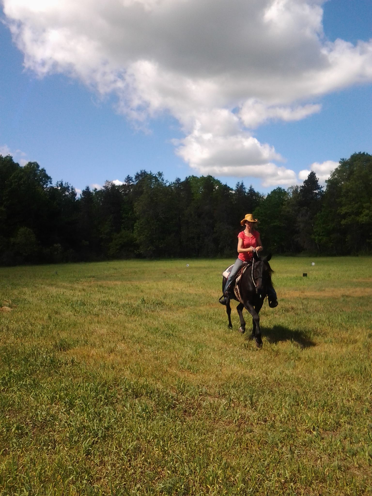 Equine